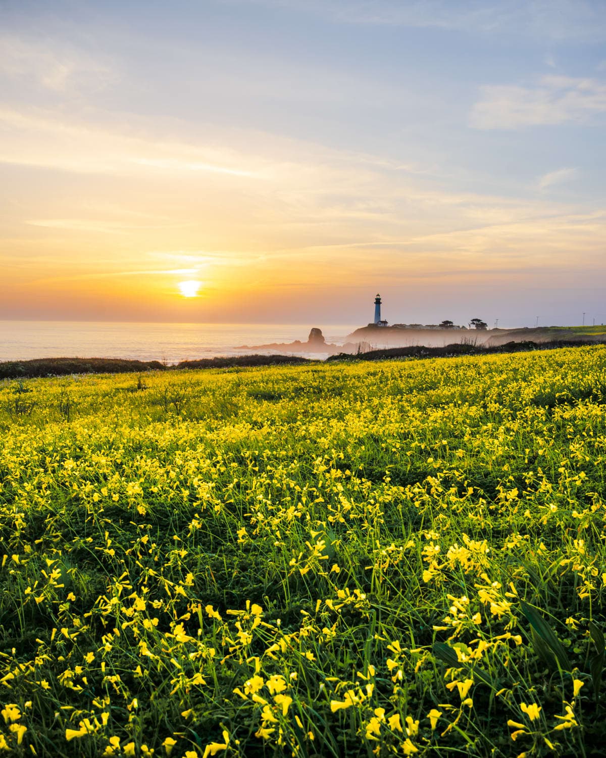 Pigeon Point Lighthouse in spring